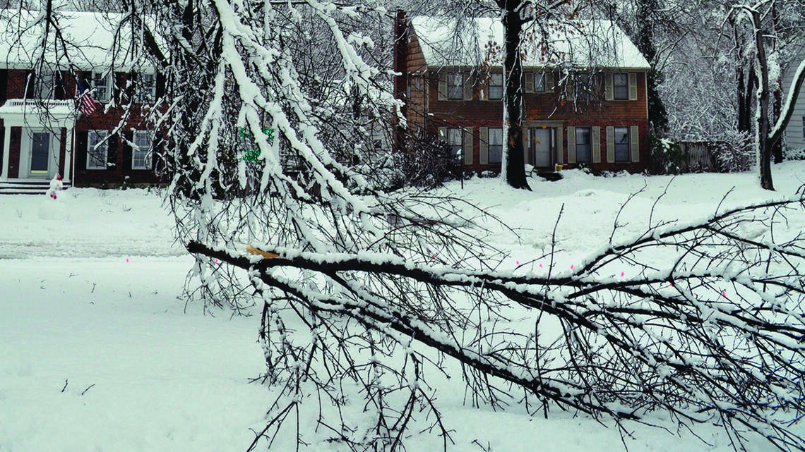 When it comes to trees, choose wisely. Or one winter storm will prove your mistake