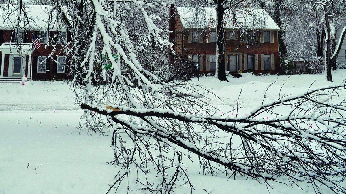 There are ways to prevent storms from damaging your trees, starting with the species you choose to how to prune it correctly.