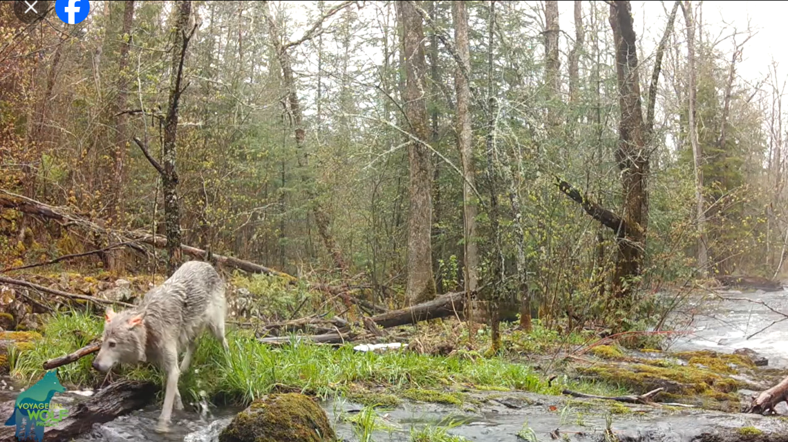 The wolf seen stalking the river in the daytime.