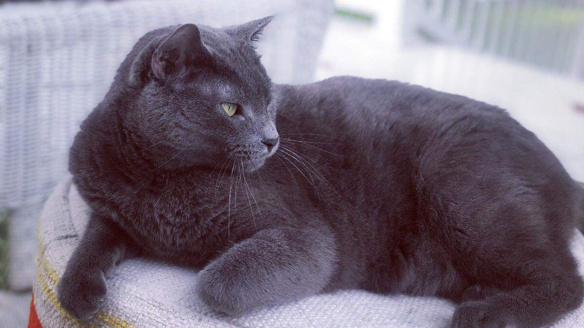 Sherry Kuehl’s cat a Russian Blue, is very independent, very proud and doesn’t want to be coddled and/or baby talked.