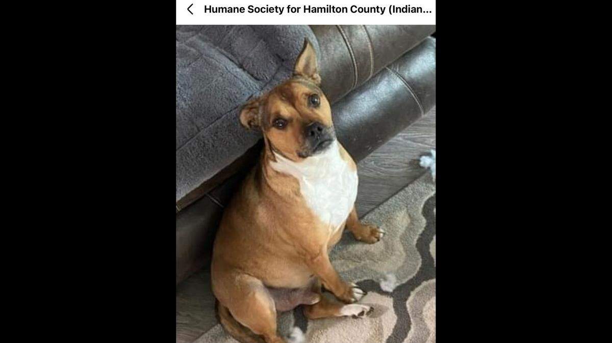 Teddy adores being close to humans and would do well in a quiet environment, an Indiana shelter says.