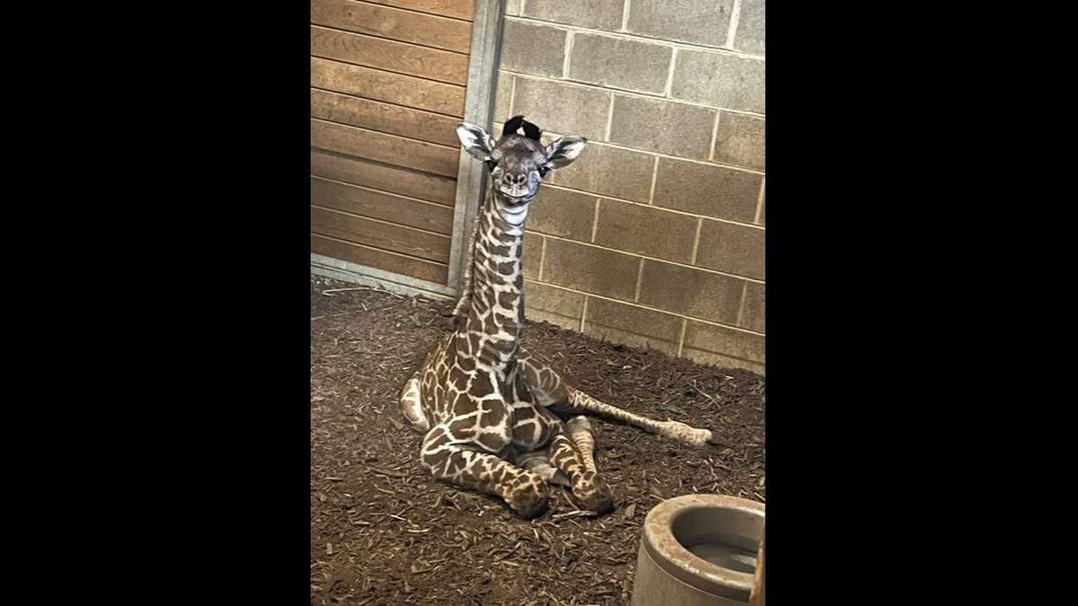 Nora, born Feb. 7, 2026, is already bonding with brother Beni and sister Aspen, said the Kansas City Zoo & Aquarium. All three are Masai giraffe calves.
