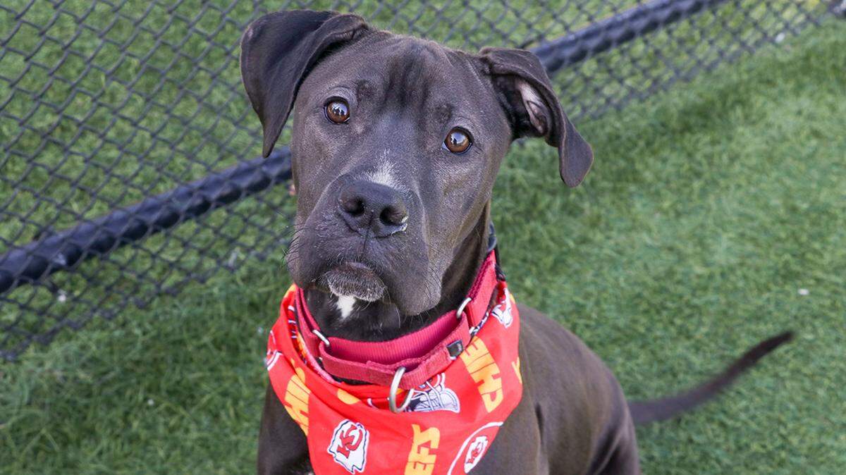 A canine companion can be a commitment of up to 16 years.