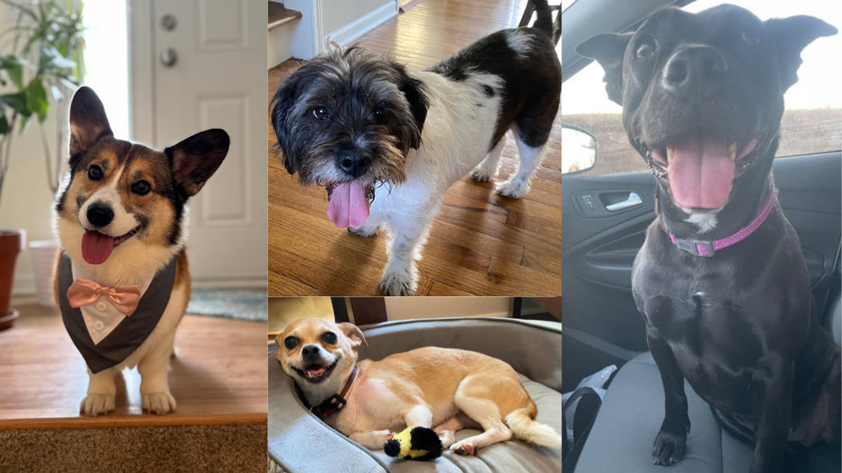 It’s the final round of voting for Kansas City’s cutest dog. The contenders are Bowen, Murphy, Lucy and Sophie.
