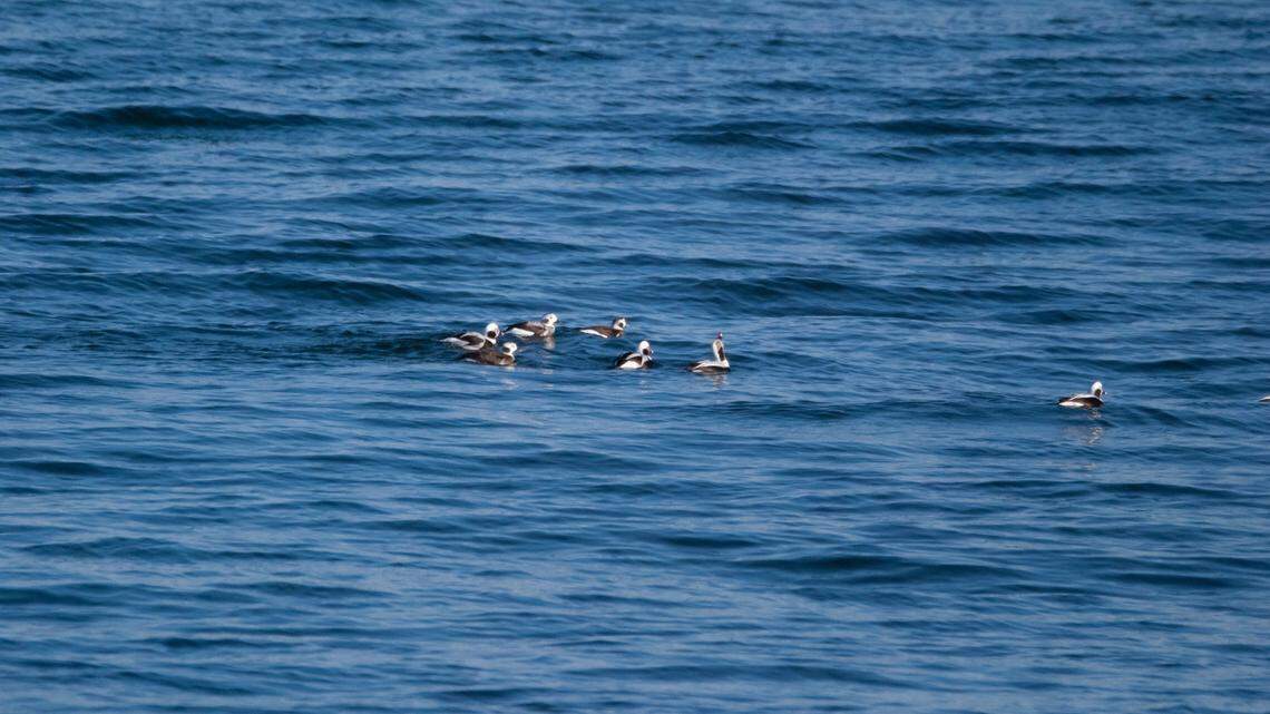 Hundreds of waterfowl, not the ones pictured, have washed up dead along a Michigan shoreline, officials said.