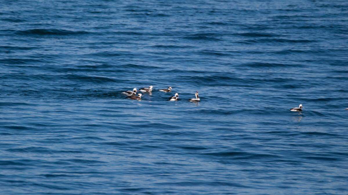 Hundreds of waterfowl, not the ones pictured, have washed up dead along a Michigan shoreline, officials said.