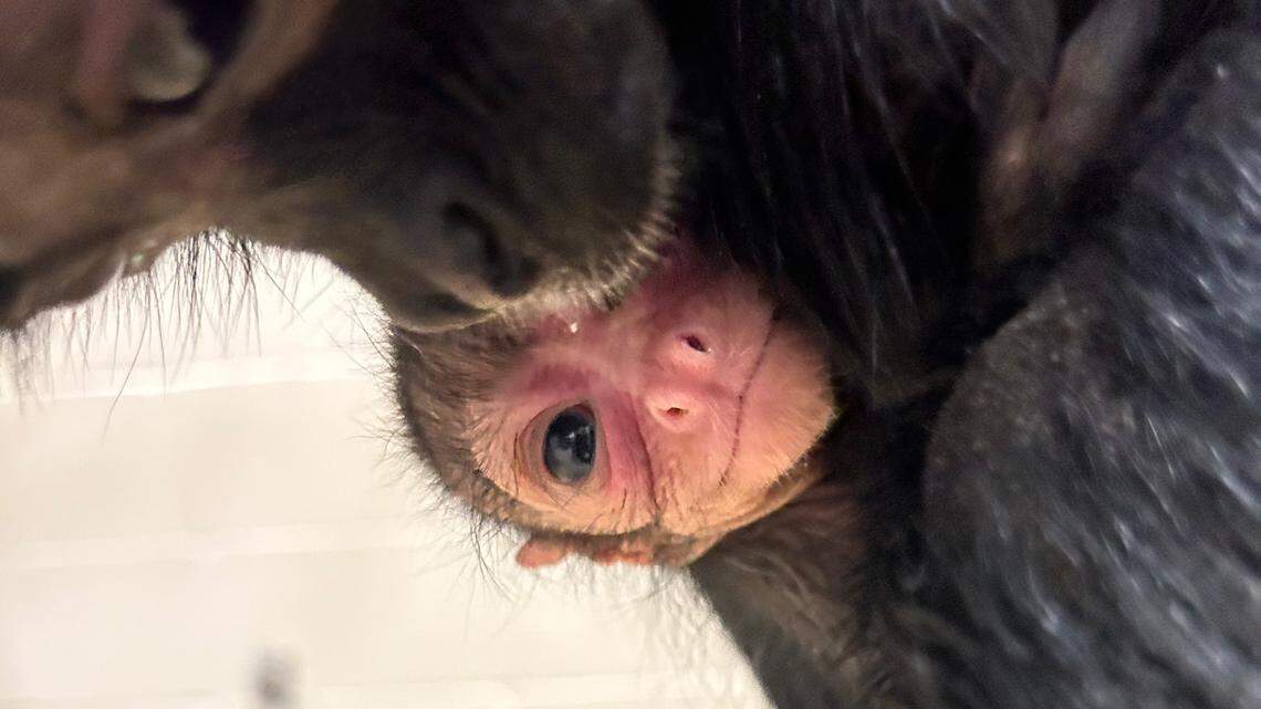 A black-headed spider monkey was born at a children’s zoo in Nebraska. The species is considered highly endangered.