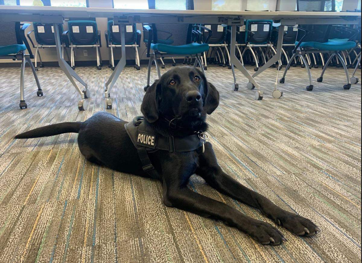 Haven, the therapy dog for the Overland Park Crisis Action Team turned one in February, and it still a puppy.