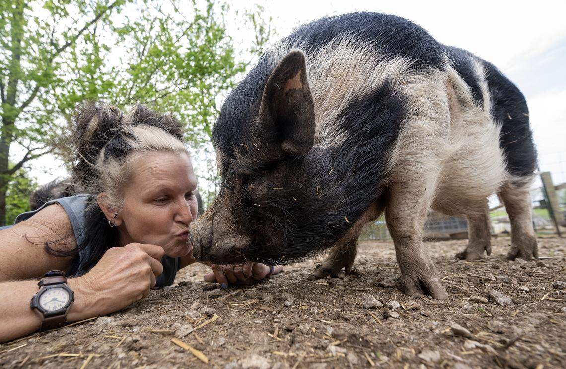 Ludo gets some cuddles from Kansas City Pig Rescue Network secretary and treasurer Angela Jones-Willey on Thursday, April 17, 2026, at KCPRN's Willeyville Farm, owned by Jones-Willey, in Cleveland, Missouri, in Cass County. Ludo will make on hand a Waldo Grain for a meet and greet on Saturday, April 25, 2026.