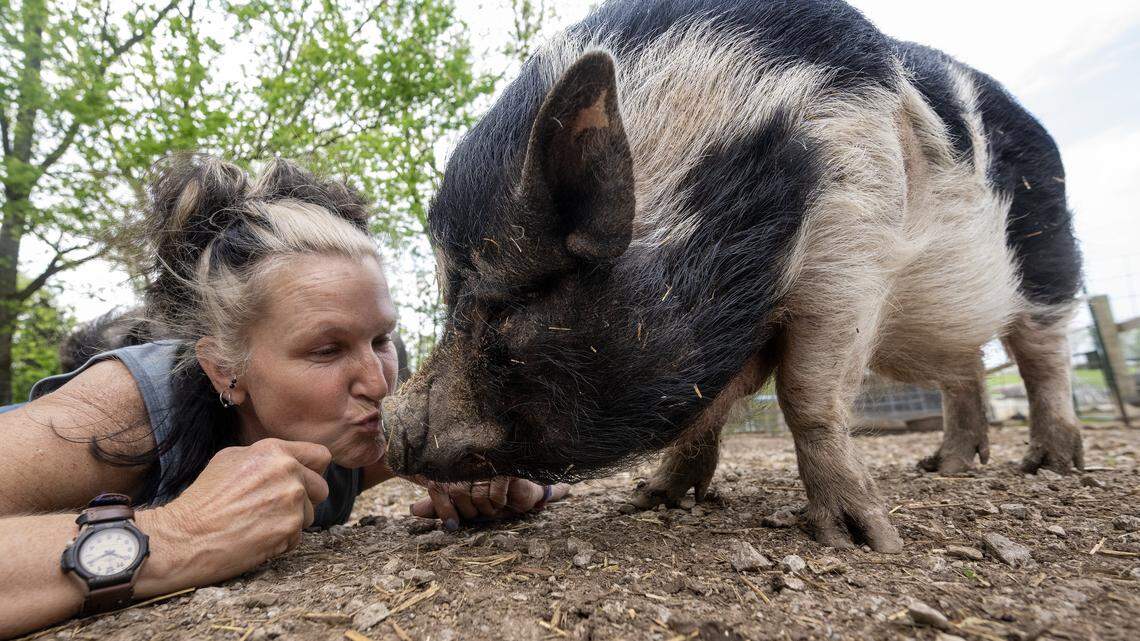 Ludo gets some cuddles from Kansas City Pig Rescue Network secretary and treasurer Angela Jones-Willey on Thursday, April 17, 2026, at KCPRN's Willeyville Farm, owned by Jones-Willey, in Cleveland, Missouri, in Cass County. Ludo will make on hand a Waldo Grain for a meet and greet on Saturday, April 25, 2026.