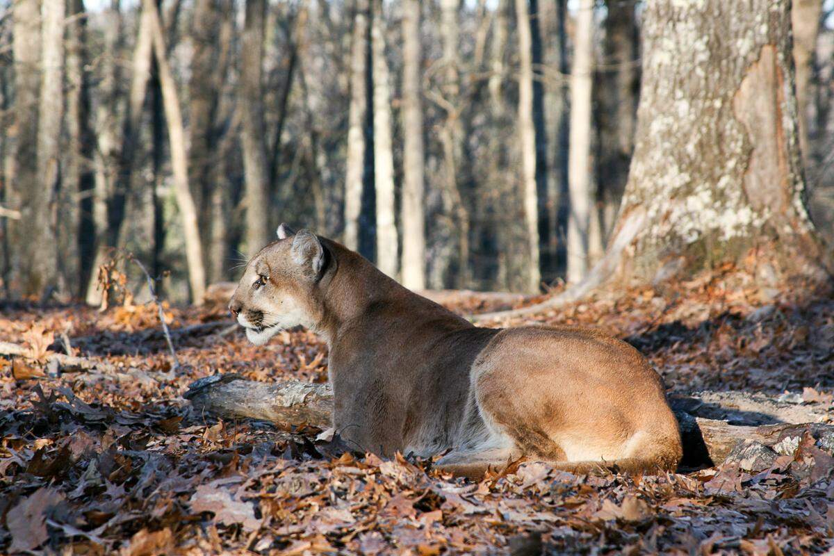 Even if there are more mountain lions running around in the state, Missourians shouldn't worry about attacks, experts say.