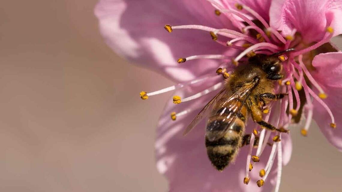 Recoup, honor what has been and begin again: Help your garden weather spring storms