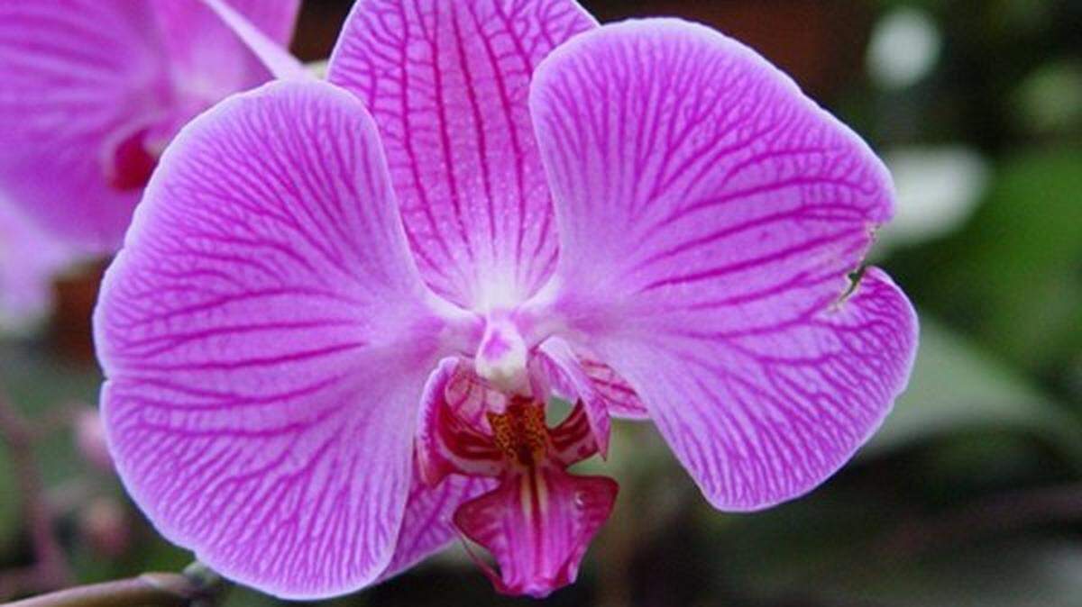 Orchid Delirium will kick off the spring season at Powell Gardens.
