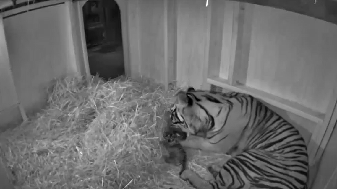 A critically endangered Sumatran tiger cub was born at the Louisville Zoo.