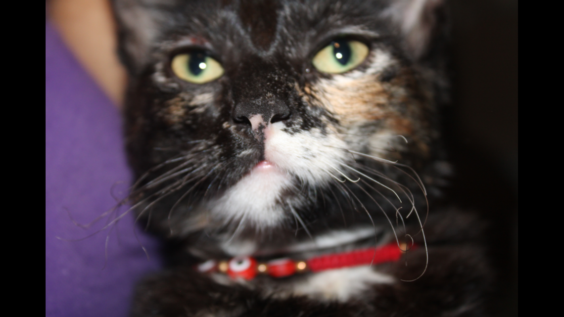 An Oklahoma teenager rescued her cat (pictured) from a flaming grill. Her mom tried to burn it alive, according to police.