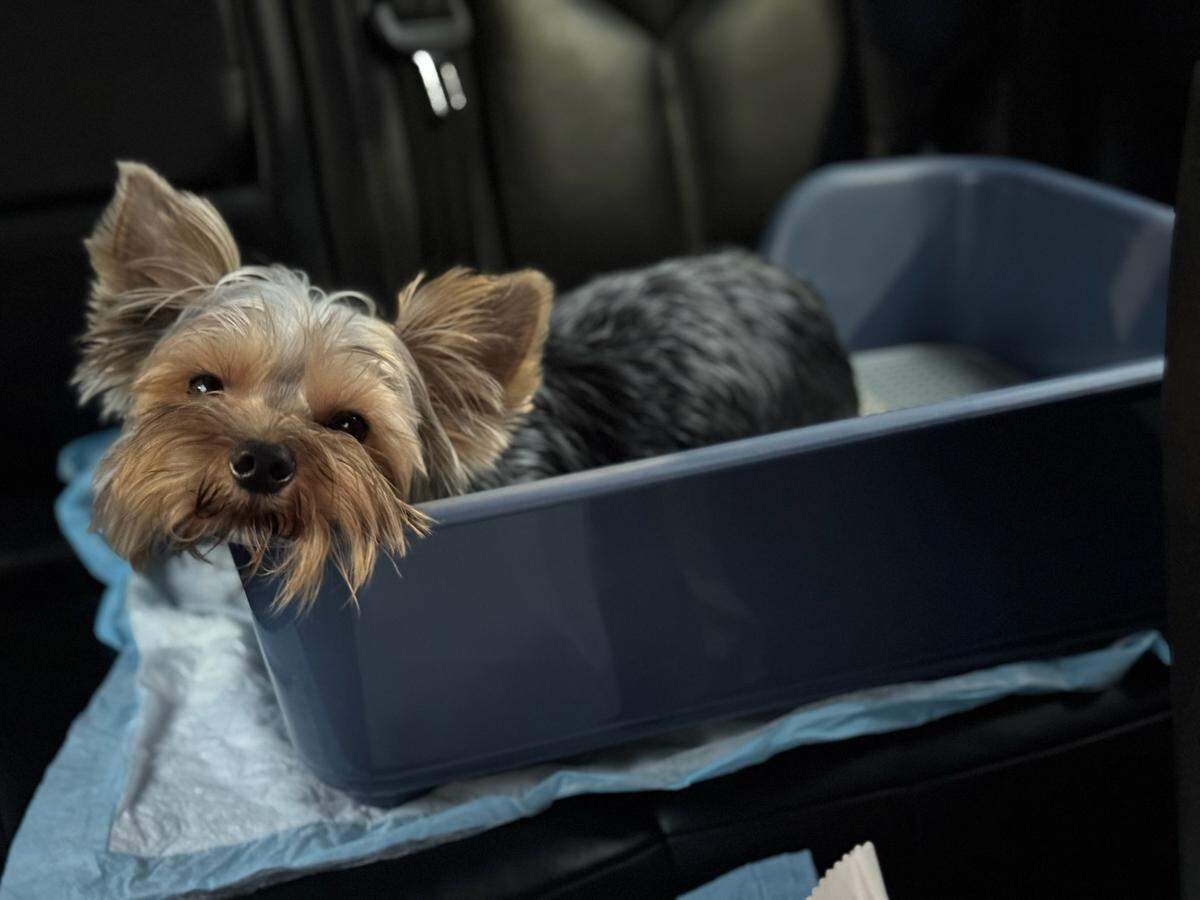 Teddy has been with the Jarvises for a little over a year.