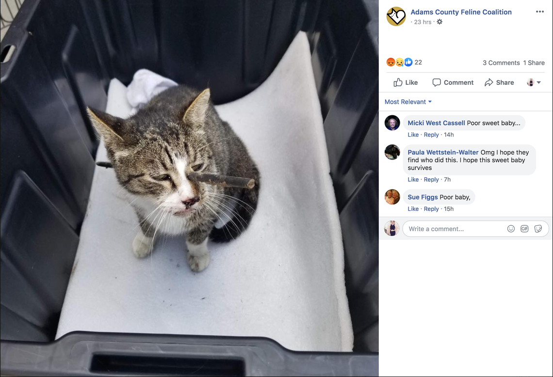 A family says someone shot an arrow through their cat’s head, a local organization says.