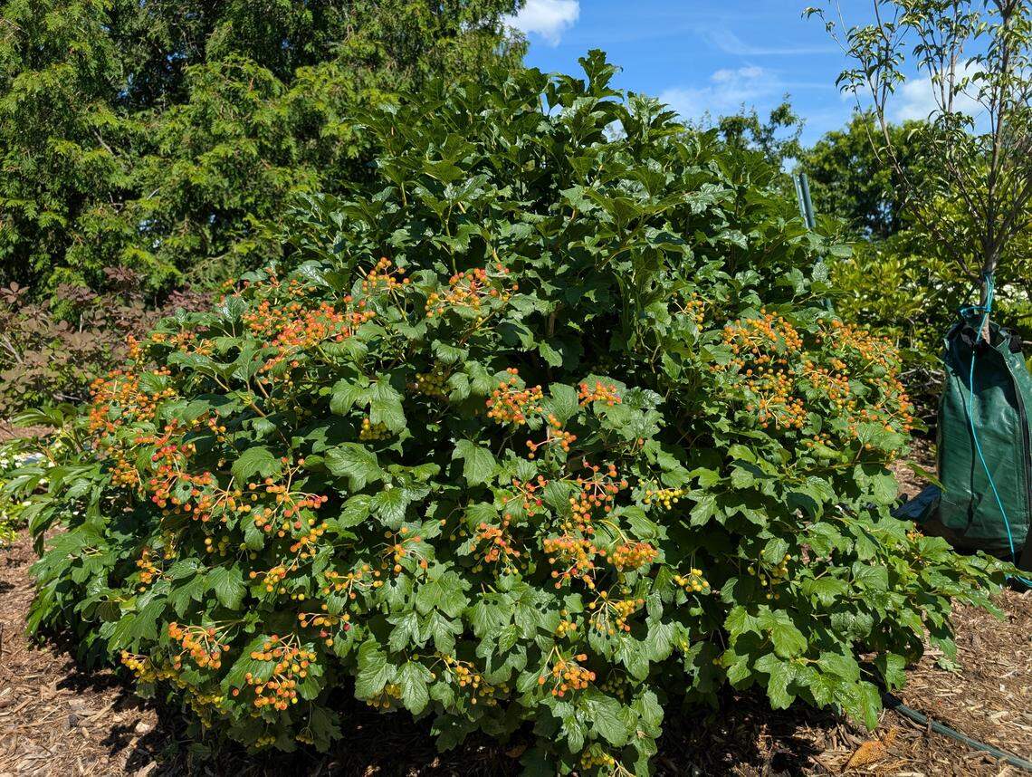 A viburnum opulus ‘Compactum’ Cranberry Bush Viburnum in the Johnson County Extension office’s Garden Gallery Demonstration Garden.
