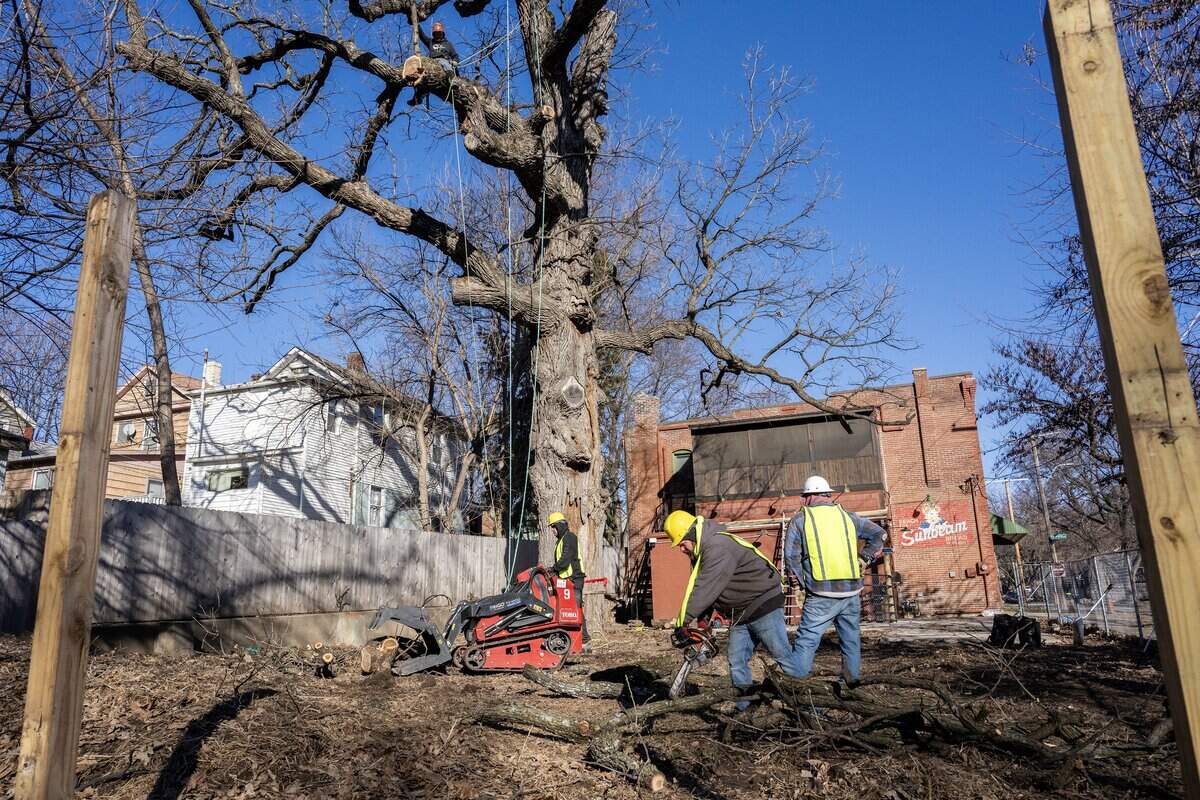 A tree removal crew gathers debris cut from a 250-year-old bur oak during its removal on Wednesday, Jan. 14, 2026, in the Northeast neighborhood of Kansas City.