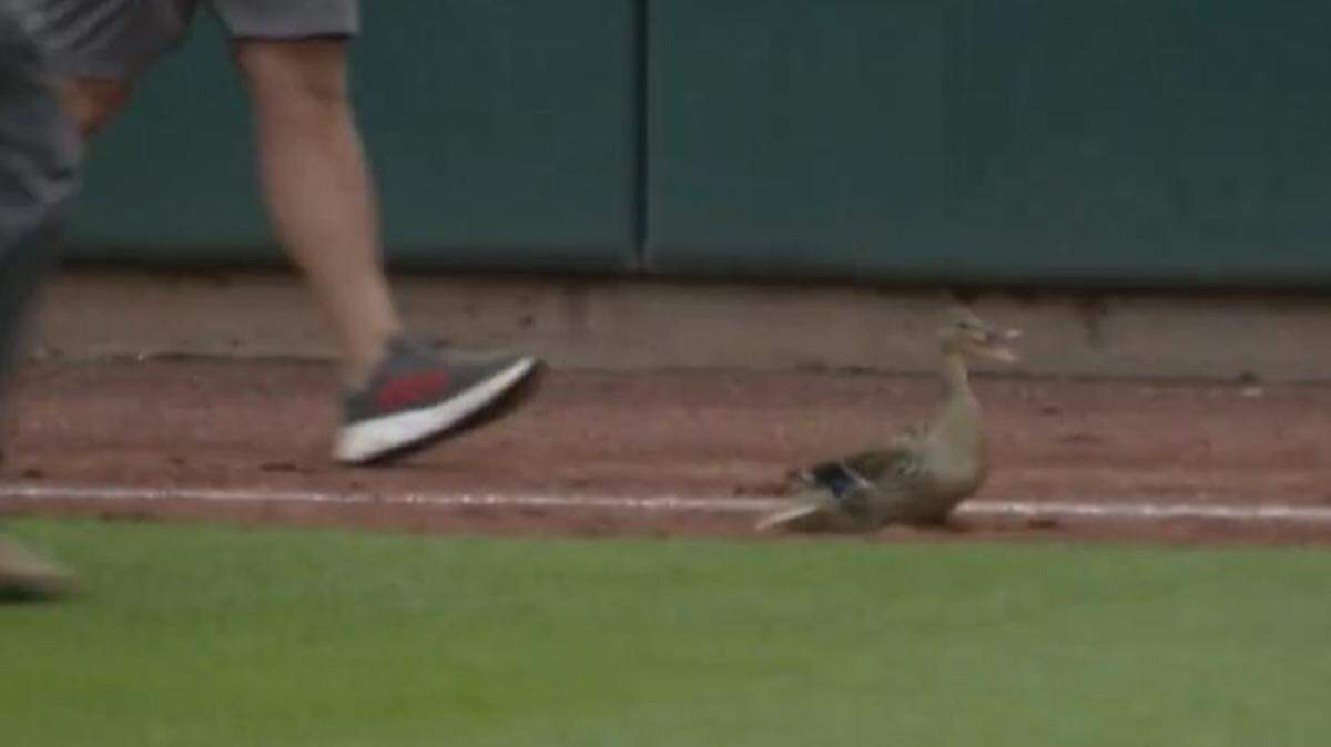This duck went for a stroll.