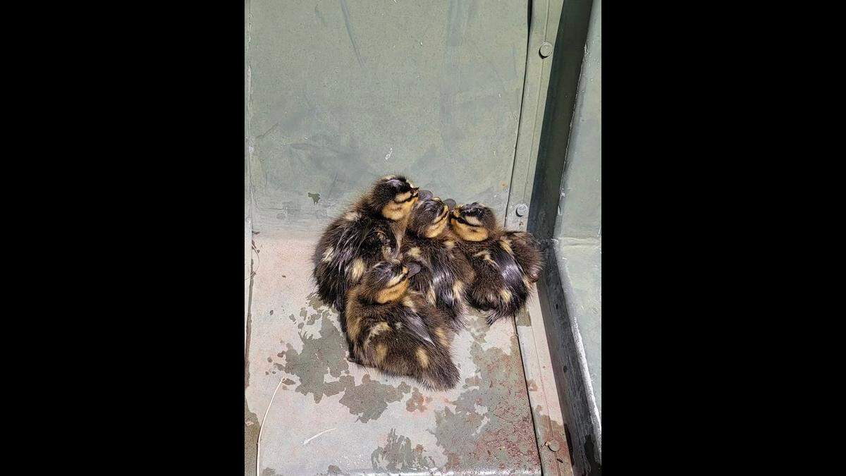 Eleven ducklings were recused Friday by Overland Park Parks and Animal Control after they swam into a spillway at South Lake Park.