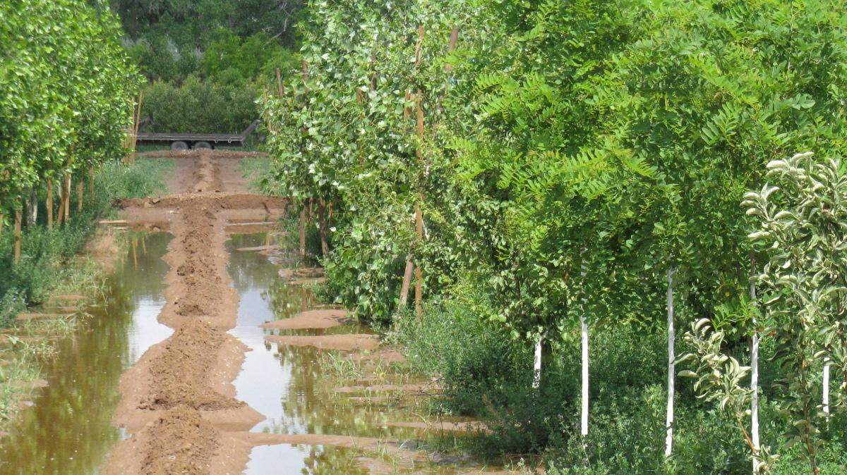Soils in this part of the country, for the most part, tend to have high clay content. Clay is poorly drained and aerated, and holds high levels of water, which can be detrimental to many plants.