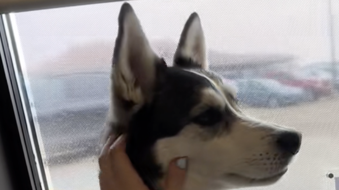 A Husky Named Missy Memorized Her Daily Route to Daycare