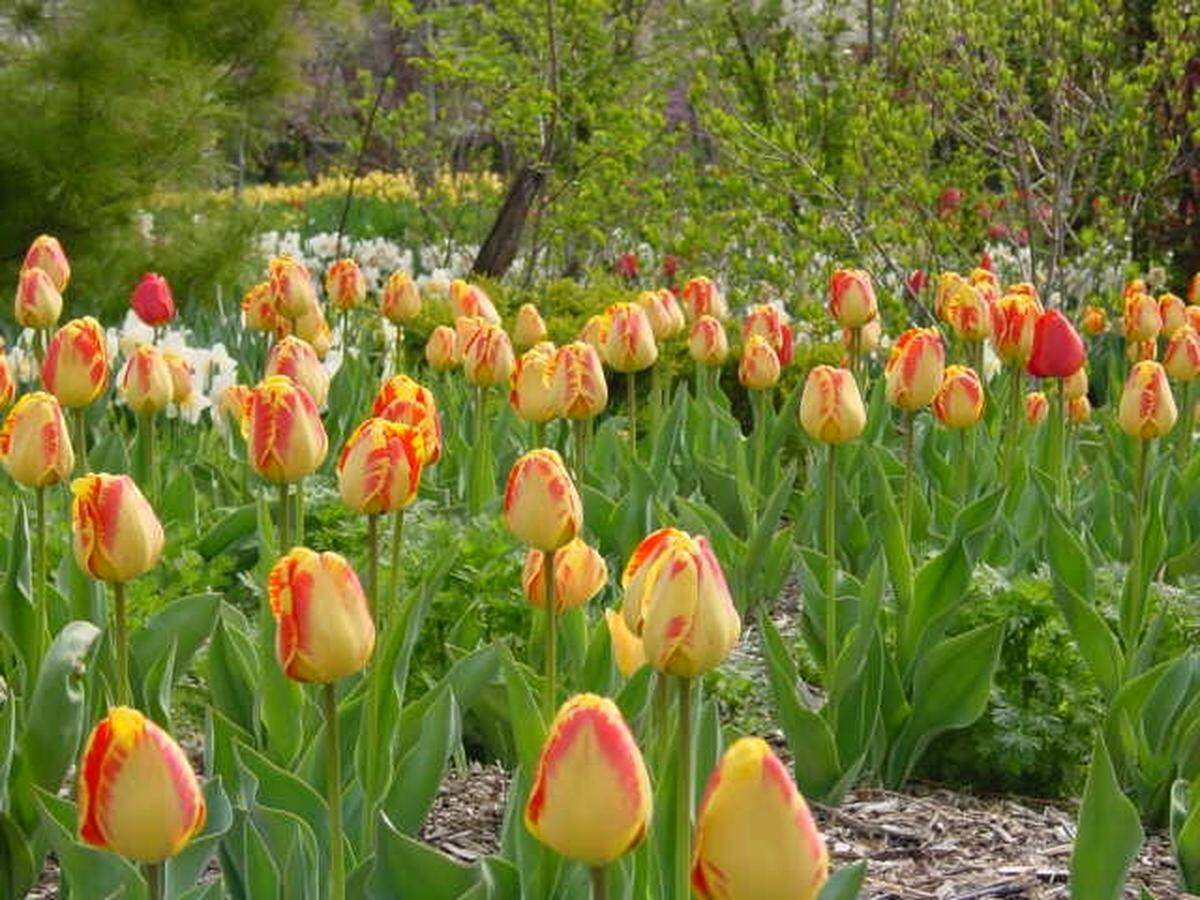Plant now and a stunning display of yellow and red tulips could brighten your gardens in the spring.