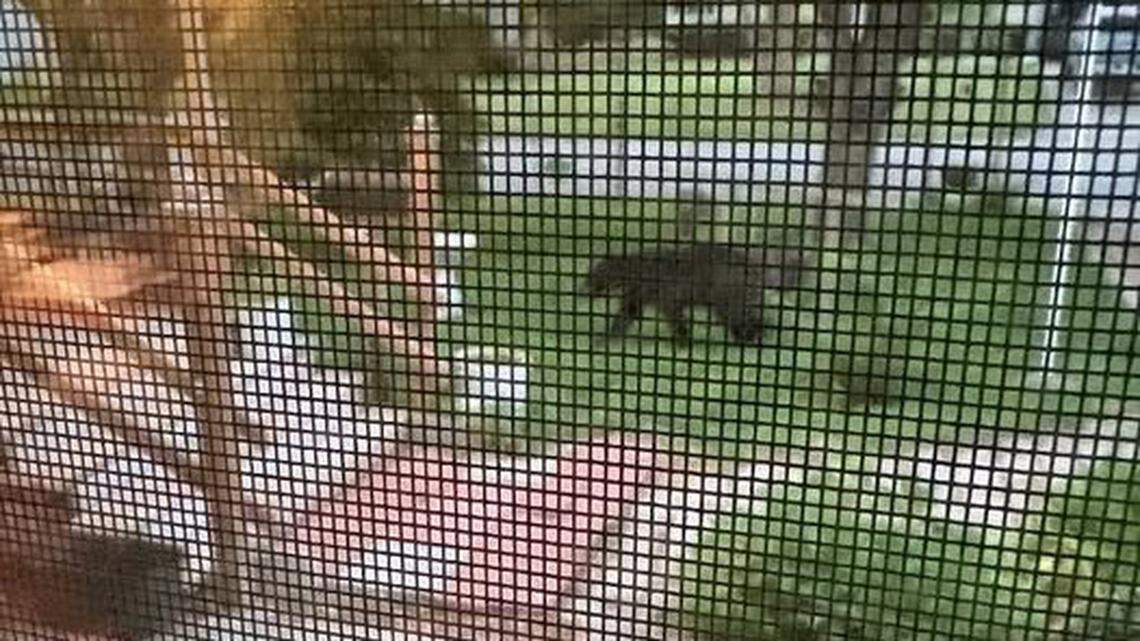 A black bear is seen walking in a yard near 13th Street and Skyline Drive in Grandview, where a resident took a picture. Multiple sightings of bears have been recently reported in the Kansas City metro, including on the Kansas side, authorities said.