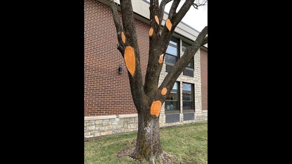 If a tree is damaged by storms, many times it can be saved. The first step is to remove damaged side branches and support limbs. Rarely does a cracked or split branch recover.
