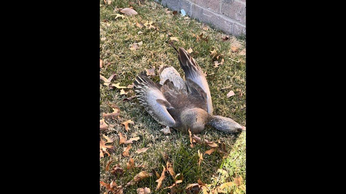 A picture of a bird showing symptoms of avian flu, provided by Operation Wildlife. The organization has seen an uptick in calls about birds in the Kansas City area showing symptoms.