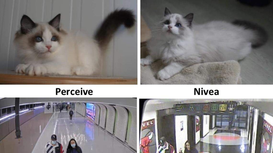 Police are looking for two people seen with the kittens’ carrier in Chicago O’Hare International Airport.