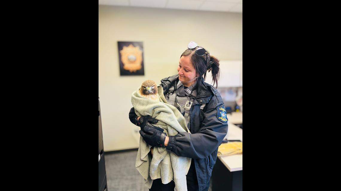 An Overland Park animal control officer helped an injured red-tailed hawk this week that was found in the back yard of a local residence, police said.
