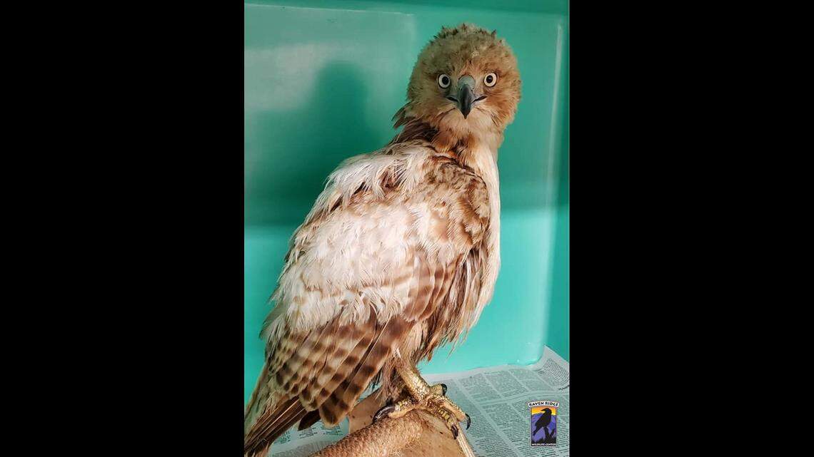 A bird rescued in Pennsylvania initially baffled rescuers, who weren’t sure what kind of bird they were dealing with.