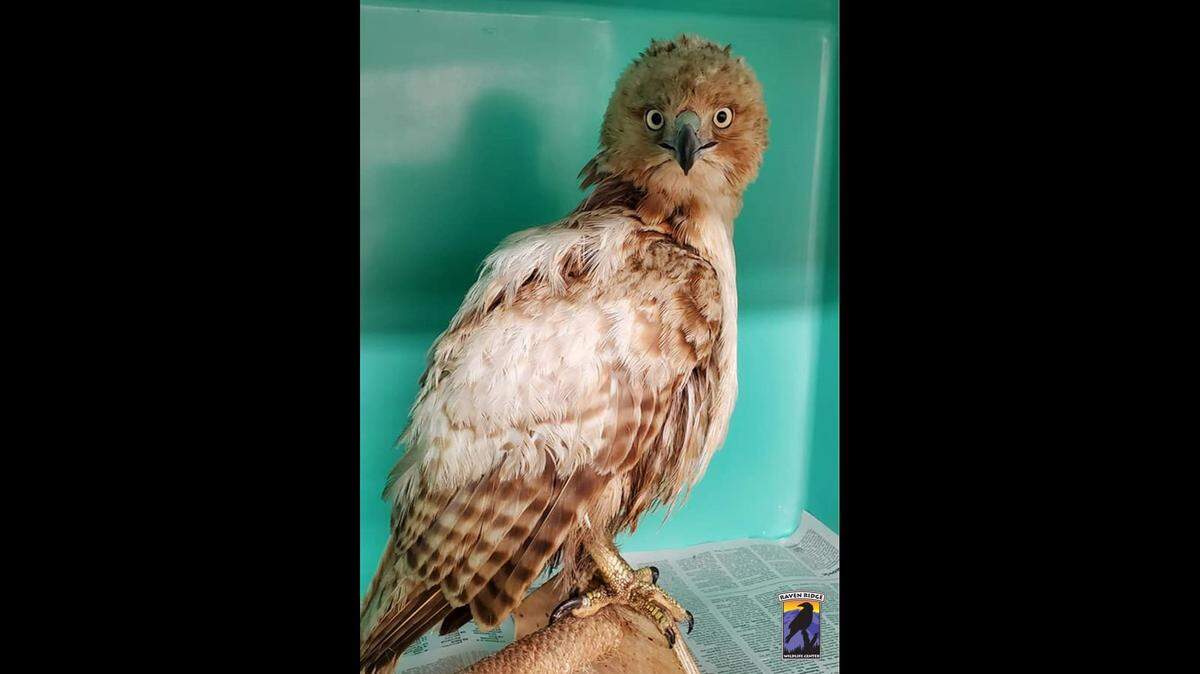 A bird rescued in Pennsylvania initially baffled rescuers, who weren’t sure what kind of bird they were dealing with.