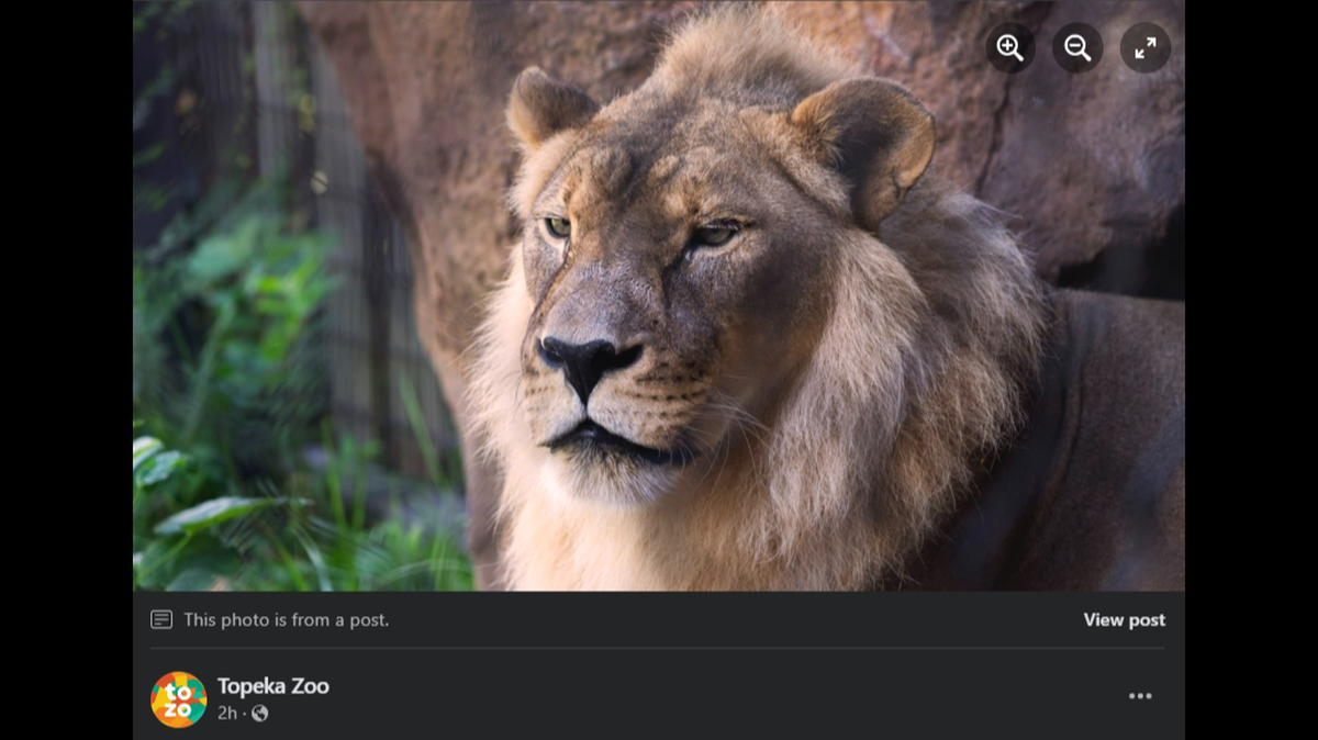 Zuri, a lioness who grew a mane after her pride’s male lion died in 2020.