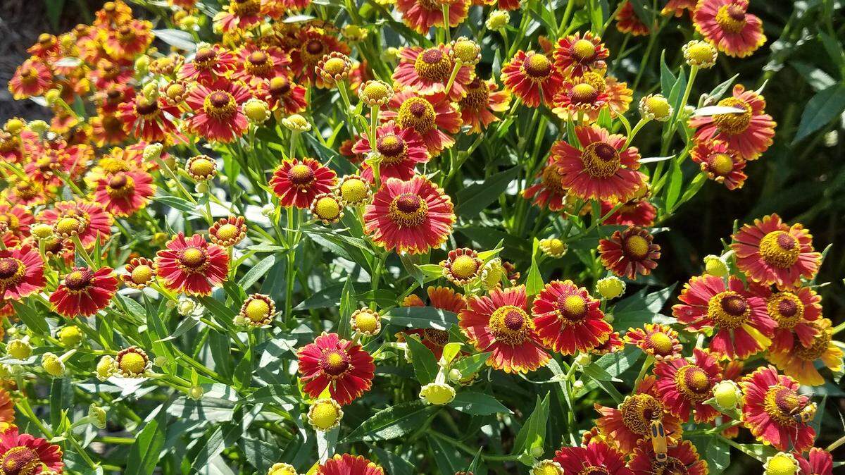 Helenium “Salud Embers” can brighten up a fall garden.