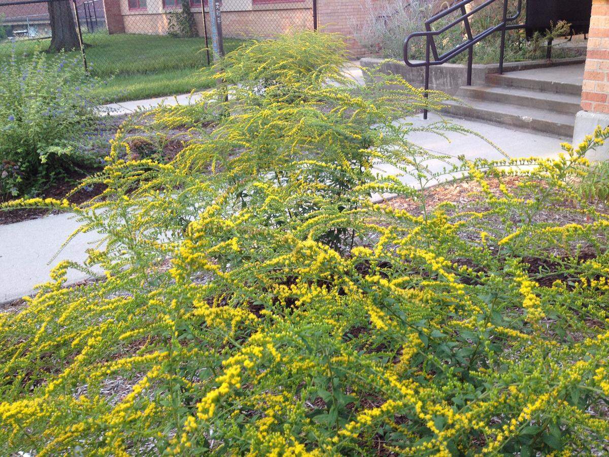 Solidago “Fireworks” explodes with bright, yellow flowers.