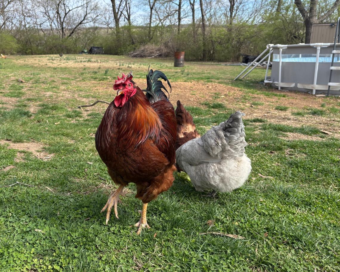 Natalie Martinez’s chickens roam in her south Kansas City yard.