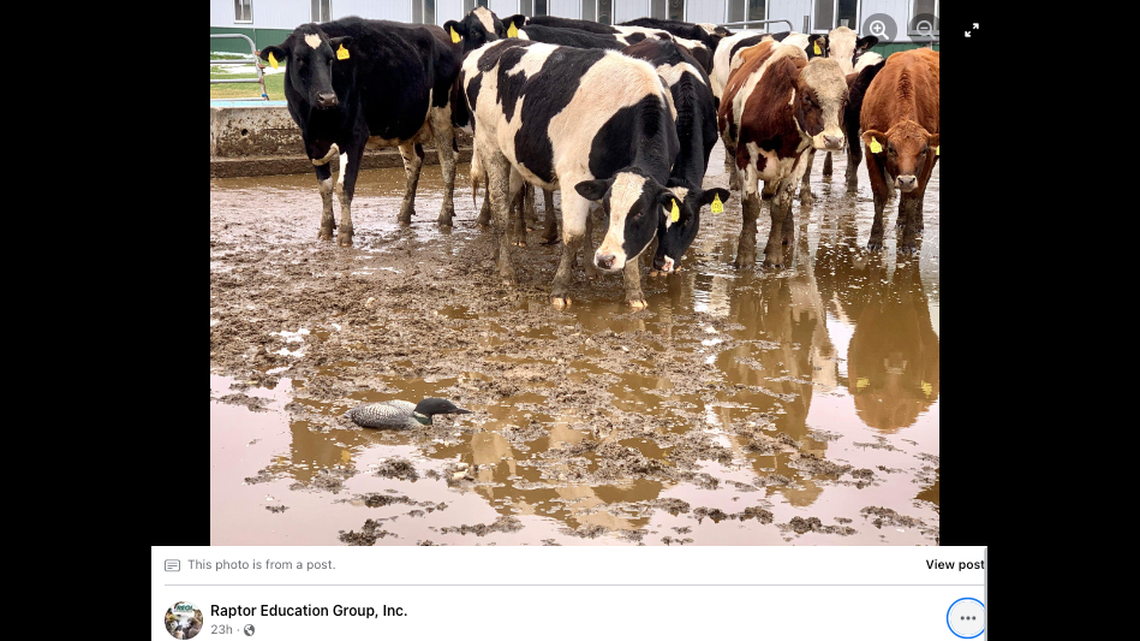 Loons are crash landing in parts of Wisconsin, including one in a cow pasture.
