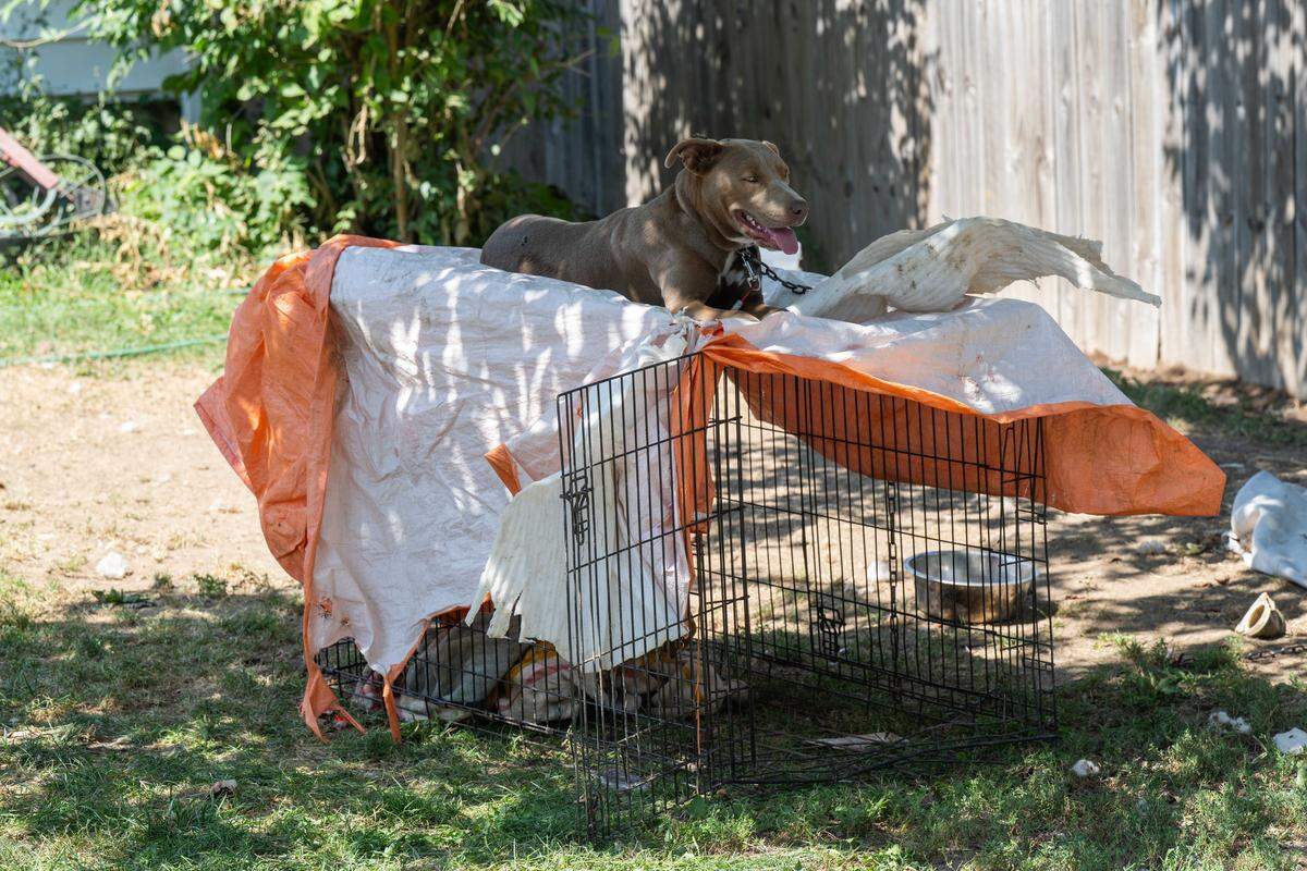 An abandoned dog sits in the front yard of Timothy Friese's home, in Kansas City, on Thursday, Sep. 11, 2025. Squatters have transformed most of Timothy Friese's home, interior and exterior, into a homeless encampment and Friese is facing fines of up to $100 a day from the city.