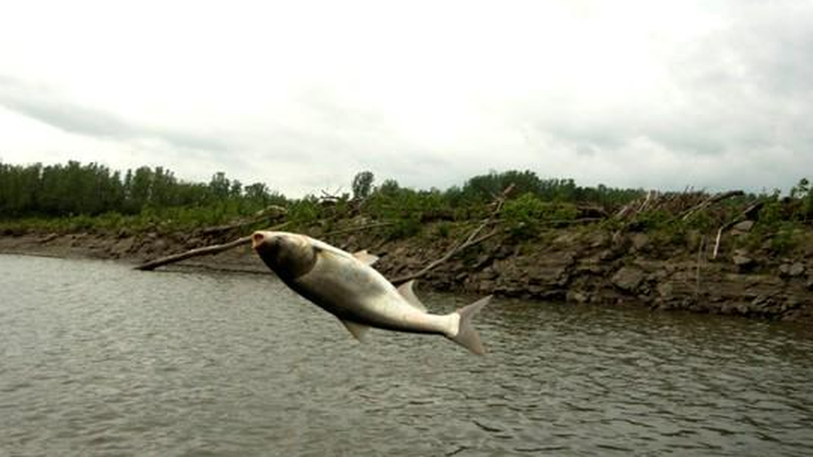 Silver carp jump when startled, sometimes injuring boaters, Missouri officials say. They are one of several carp species being targeted in a “major invasive fish removal project.”