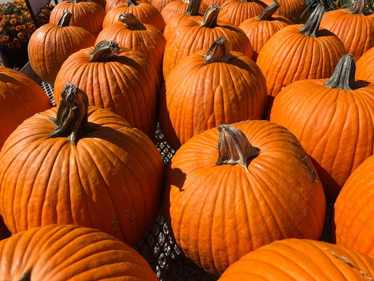 Pick pumpkins at the Floating Pumpkin Patch at the Powell Community Center on Saturday, Oct. 4.