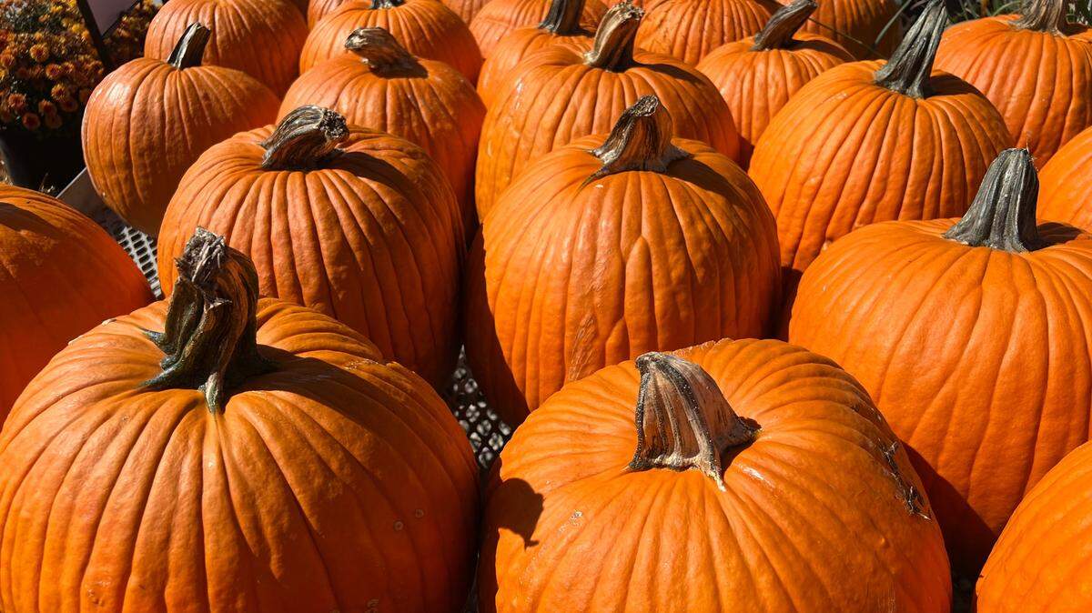 Pick pumpkins at the Floating Pumpkin Patch at the Powell Community Center on Saturday, Oct. 4.