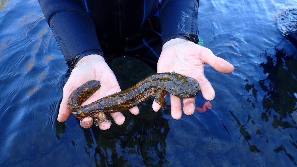 This is the first zoo-raised hellbender that has reproduced in the wild, officials said.