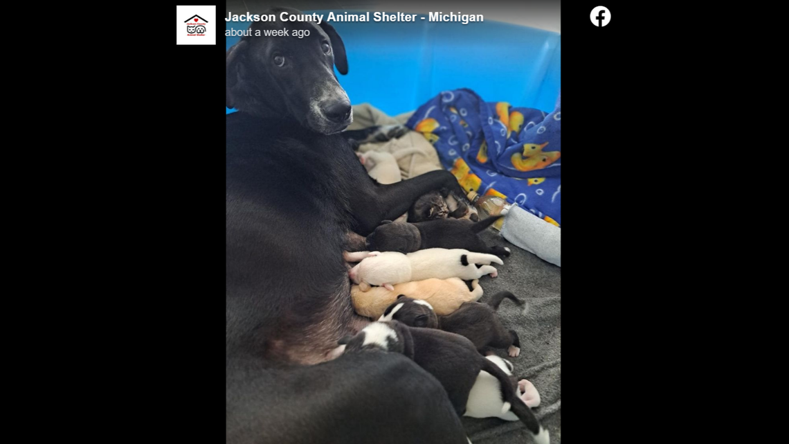 Kela with her puppies — and a bonus kitten.