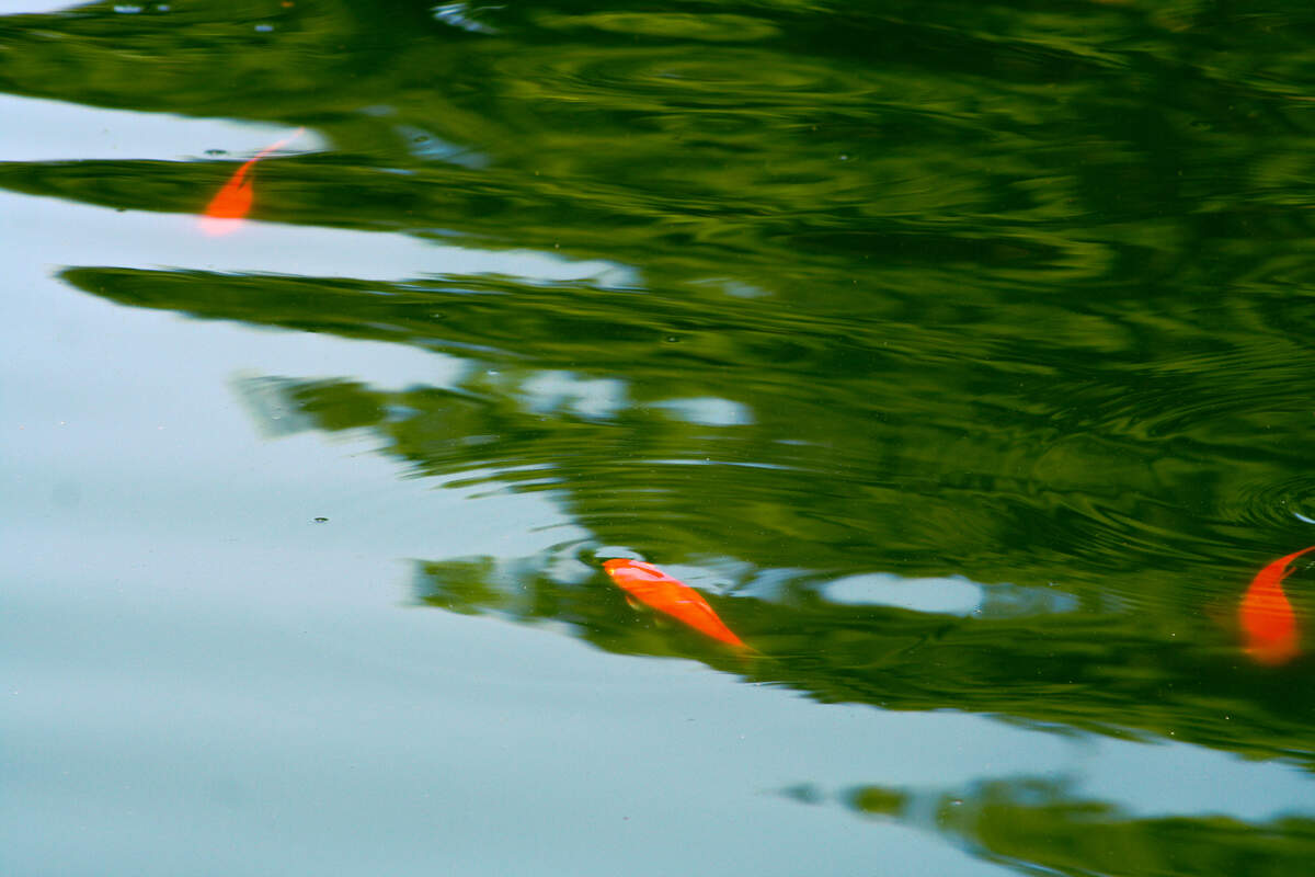A portion of the Loose Park pond fish remain after an algae bloom resulted in a kill-off.