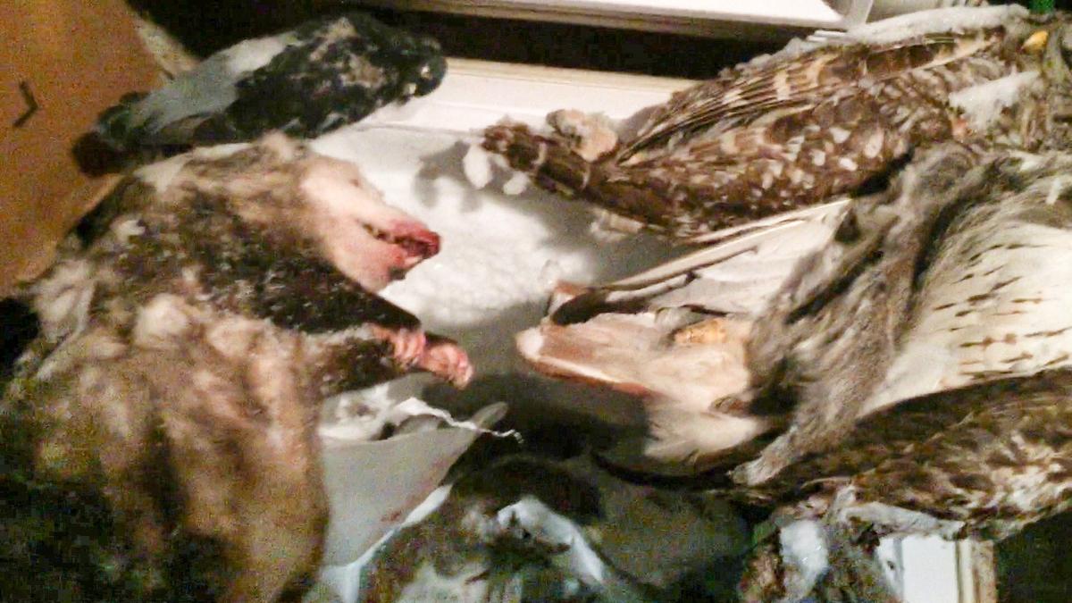 The receiver appointed to clean out Carol Dille’s home found a dead opossum in a freezer.