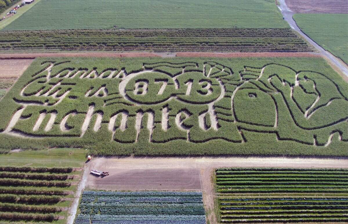 A new corn maze celebrating the love story of Chiefs tight Travis Kelce and pop superstar Taylor Swift has been carved by Precision Mazes into a 9-acre cornfield at Johnson Farms Plants and Pumpkins in Belton, Missouri.
