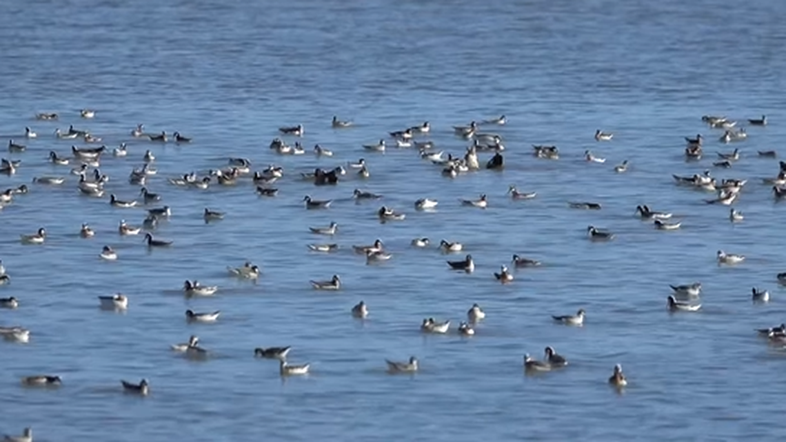 A flock of birds were seen spinning in circles at Quivira National Wildlife Refuge in Kansas, officials say.